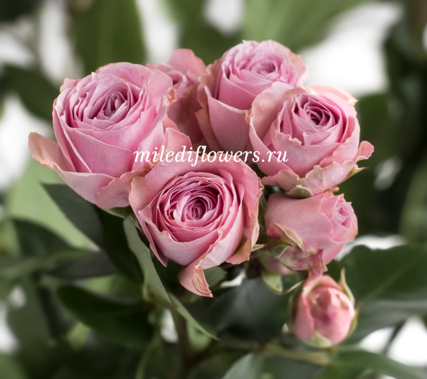 Роза кустовая Pink Irishka
